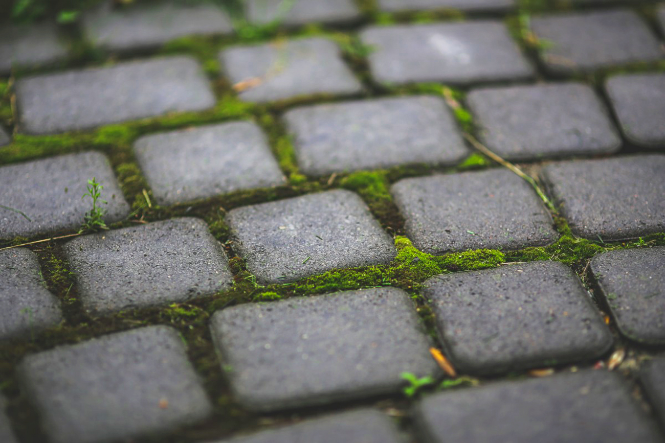 garden_moss_patio_pavement_paving_stones_sett_sidewalk_stones-1077154.jpg